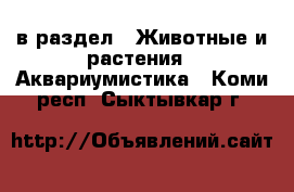  в раздел : Животные и растения » Аквариумистика . Коми респ.,Сыктывкар г.